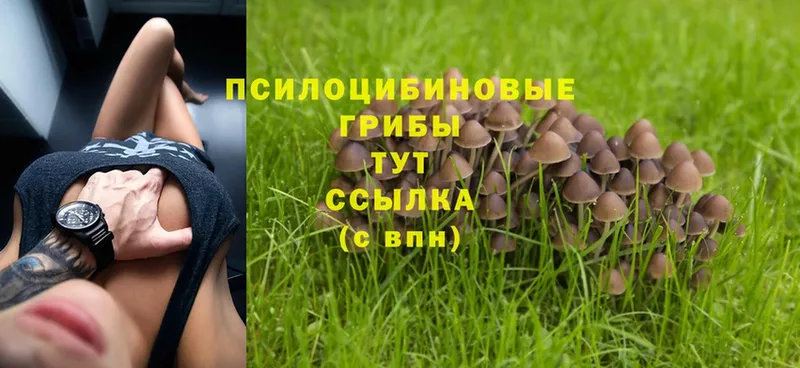 Галлюциногенные грибы Cubensis Луховицы